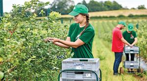 Seasonal scheme has a five-year commitment but total numbers could be reduced - credit: Hall Hunter Partnership/Lucy Pope